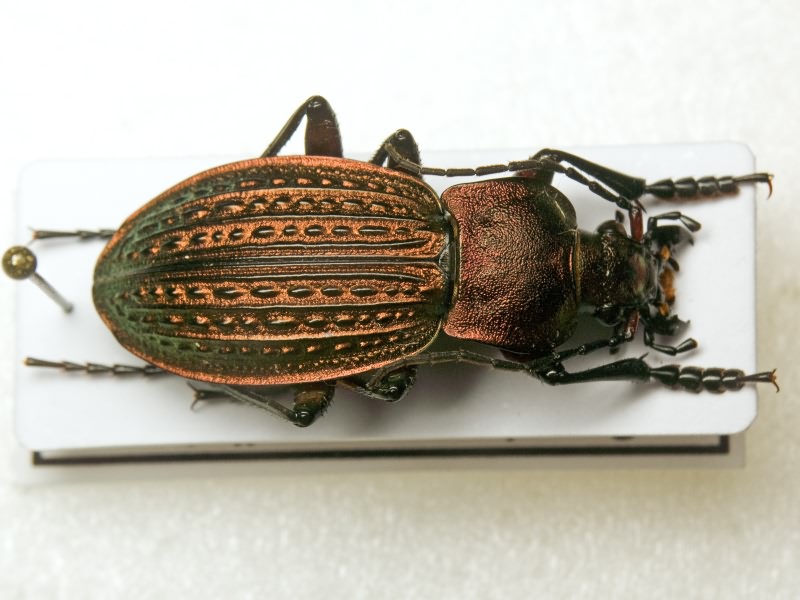 cancellatus Illiger, 1798